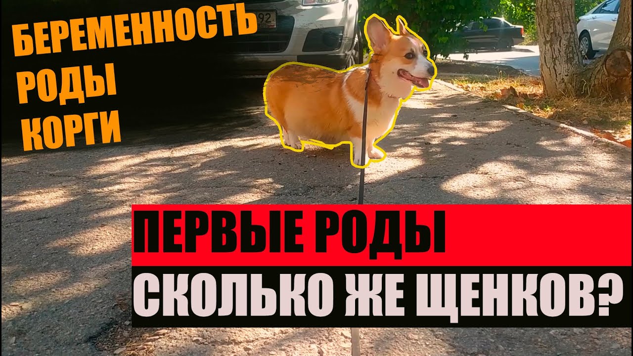 День с корги бентли