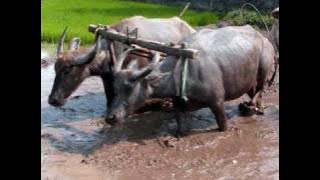 Sarinande / Tanahairku Indonesia - The Evergreens