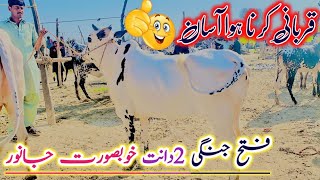 Fateh jangi cows for Qurbani rate gondal mandi latest update 2024 ll cattle mandi ll Jamil tv ll