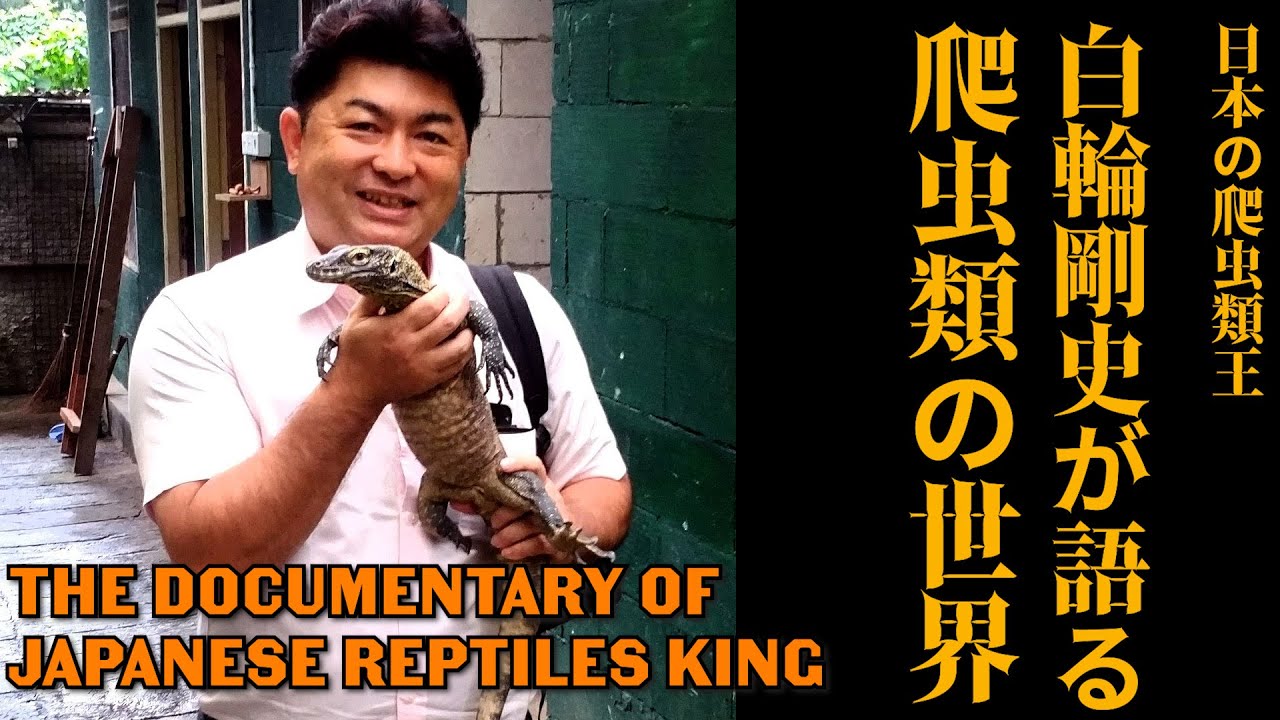 Japanese Reptiles King-日本の爬虫類王#アナコンダ#コモドドラゴン