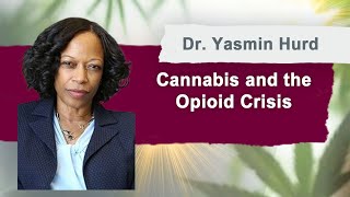 Cannabis & the Opioid Crisis: What the Science Really Says | Dr. Yasmin Hurd