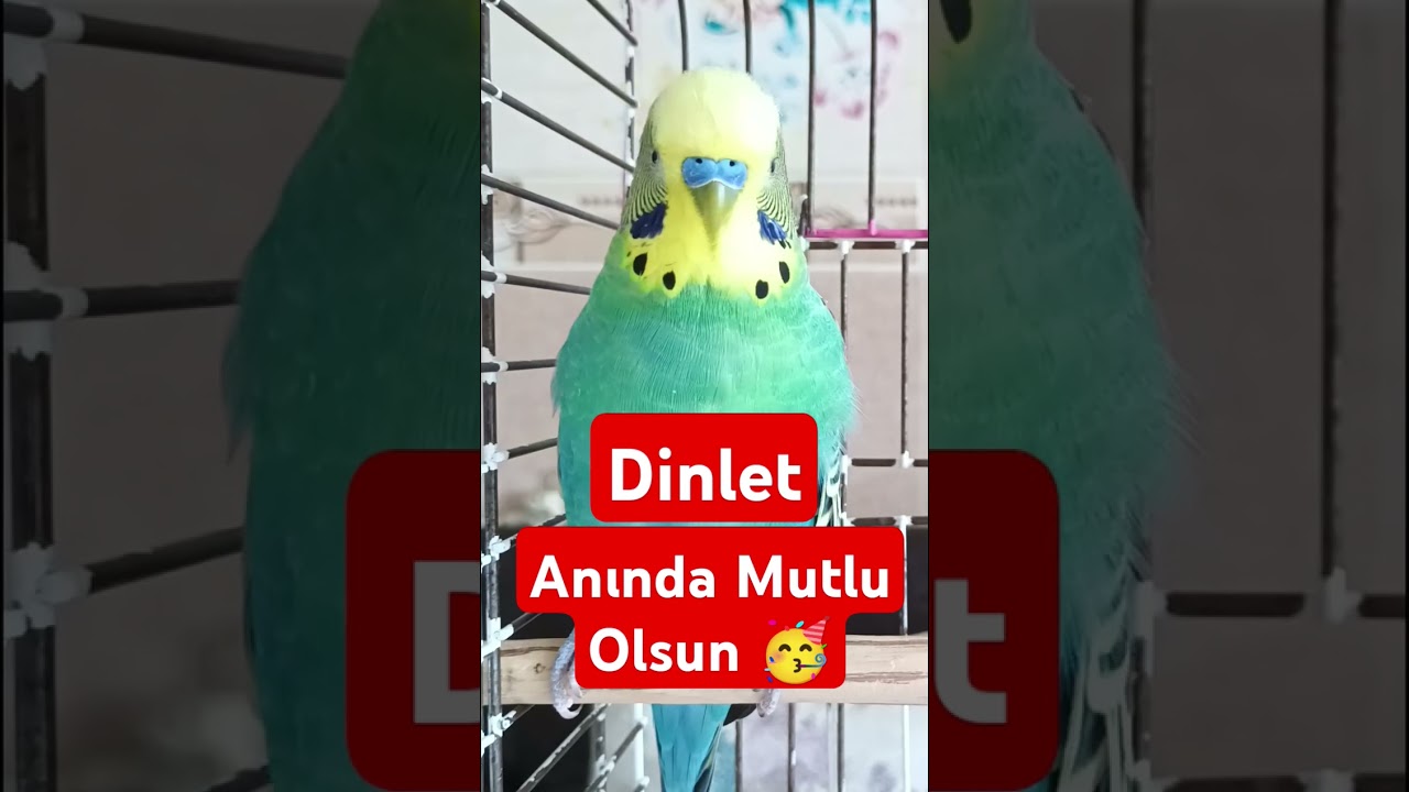 Bu ses =Anında mutlu kuş! 🎵 ,muhabbet kuşu sesi , #MuhabbetKuşu #KuşSesleri #Budgie #HappyBudgie