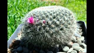 Mammillaria hahniana