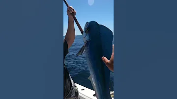 Rare BLUE MAHI MAHI 