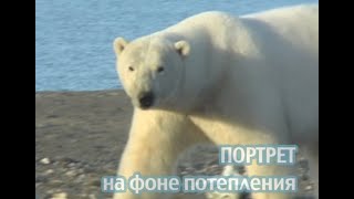 Белый медведь. Портрет на фоне потепления