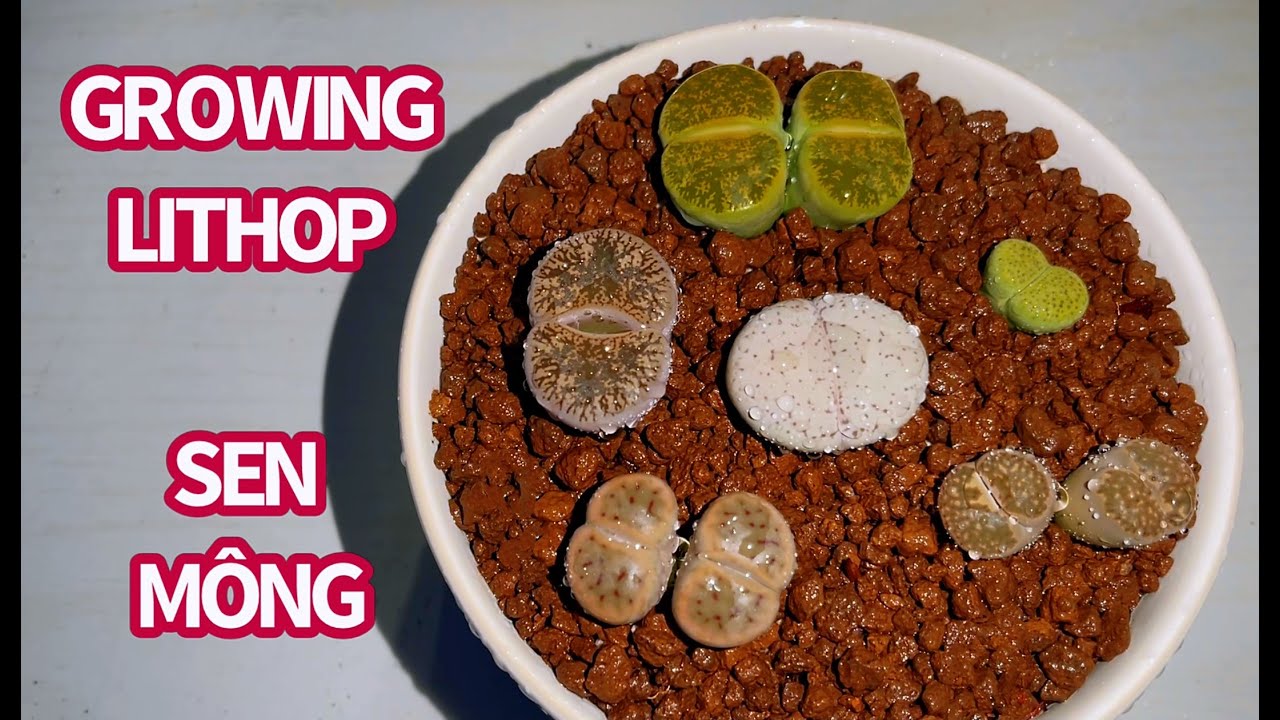 #429 LIVING STONES: HOW I TAKE CARE OF MY LITHOPS | CHĂM SÓC SEN MÔNG