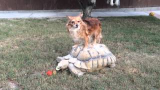 Tortoise Giving Dog a Ride