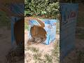 Really Quick Bird Trap Using Vital Cardboard Box #shorts