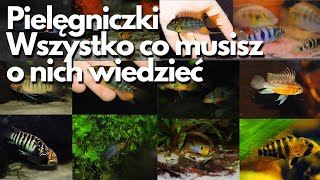 Pielęgniczki - wszystko co musisz o nich wiedzieć ! #akwarium  #pielęgniczki #akwarium #ryby