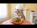 Cat Chef makes Tacos.