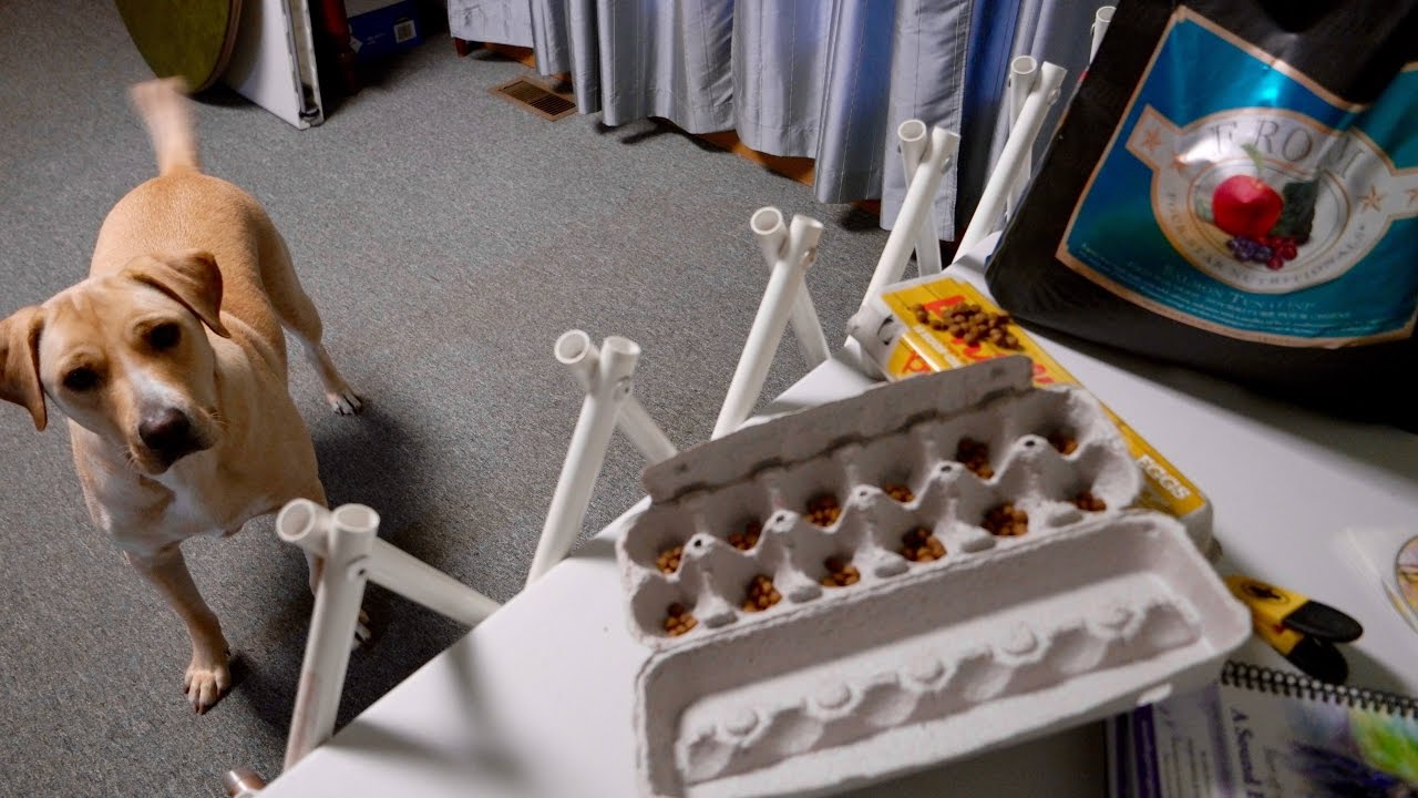 FREE Dog Toys YouTube