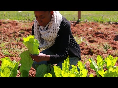 Video: Semi di Paperwhite in germinazione - Piantare Paperwhites dal seme - Know How di giardinaggio