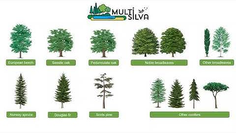 [PROJECT] Multisilva®: a decision support system for multifunctional forest management | 2022