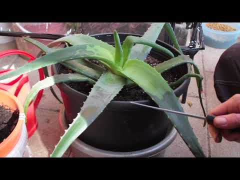 Video: Transpirasjon av stueplanter - Lær om planter som tilfører fuktighet til hjemmet