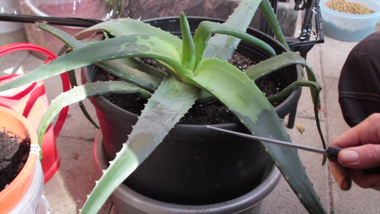 video Førstehjælp til aloe vera - YouTube