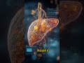 our superpower organ