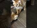 Cara Ku Mengobati Kucing Ku Yang Muntah #shorts #cat #kucing #catlovers #pets #animals #pets