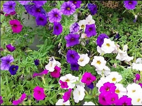 Petunia Supercal - YouTube