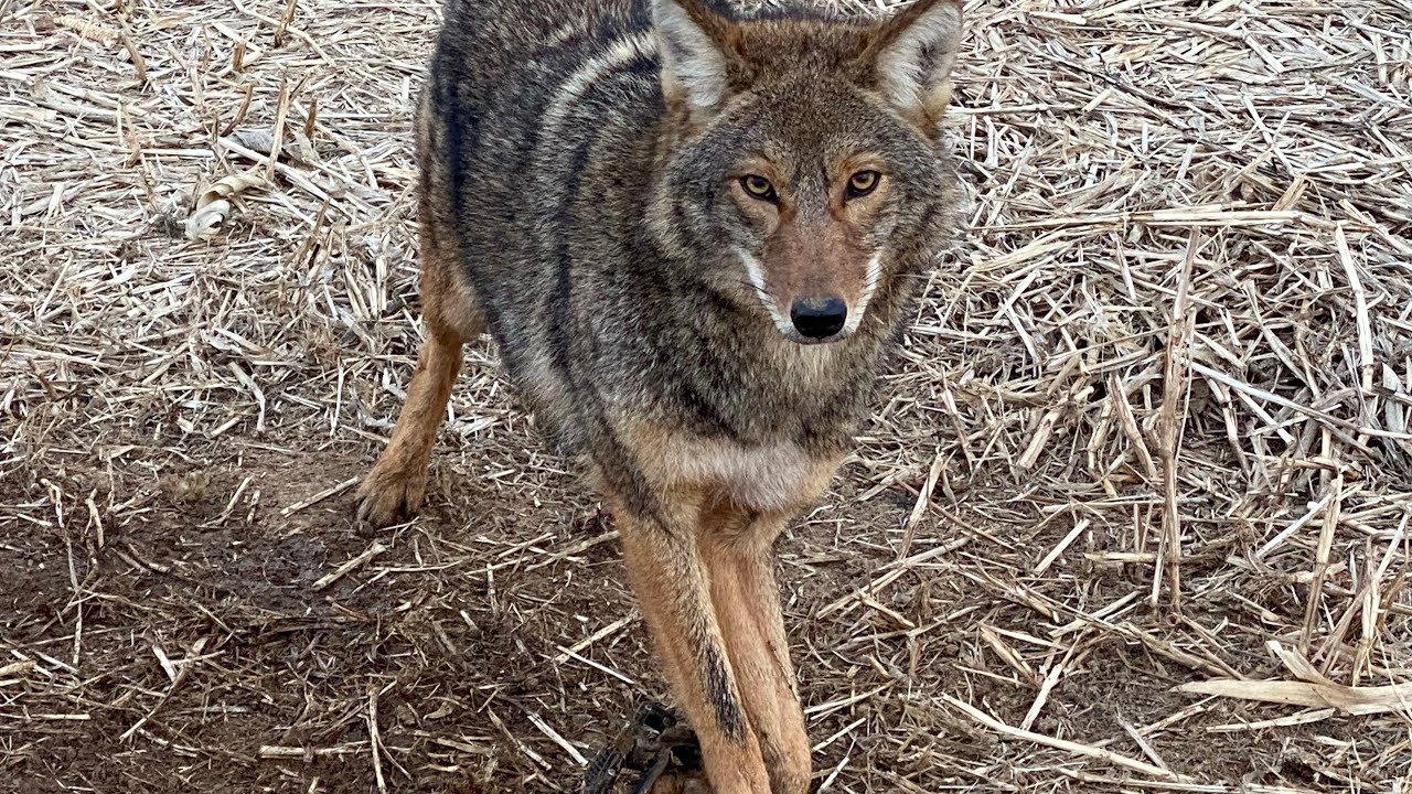Coyote Trapping.  Indiana Coyote Trapline 25/26 season ep.2 