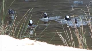 Hooded Merganser Male Display Behaviors
