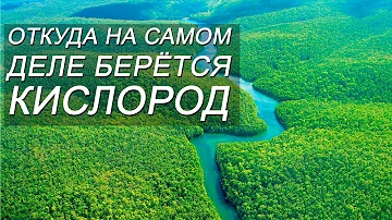 ОТКУДА НА САМОМ ДЕЛЕ БЕРЕТСЯ КИСЛОРОД