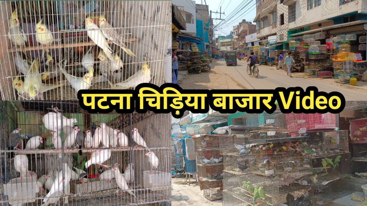 चिड़िया बाजार पटना 🦜🐦‍⬛🐕‍🦺Patna Bird Market Video 👉Price