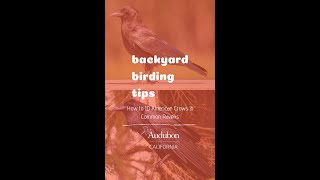Backyard Birding Tips: How to ID American Crows & Common Ravens