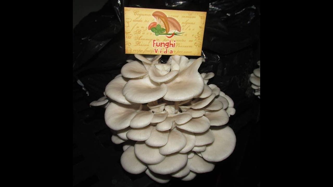 MELHOR SISTEMA DE UMIDIFICAÇÃO PARA COGUMELOS - FUNGHI VIDA CULTIVO DE COGUMELOS NA PRÁTICA