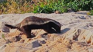 The Most Fearless Animal in Africa – Honey Badger Deep Dive with Tony & Stacey