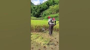 A magical tool for harvesting rice! Even paddy fields and muddy fields can be harvested easily🌾