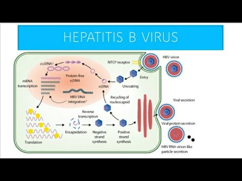 Video: Potentielle Cirkulerende Biomarkører For Cirkulerende Kemokiner CCL5, MIP-1β Og HA Som Til Tidlig Påvisning Af Cirrhose Relateret Til Kronisk HBV (hepatitis B-virus) Infektion