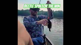 beetle spin bluegill