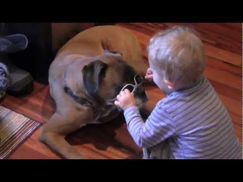 Linus the Boxer is a "rock star"