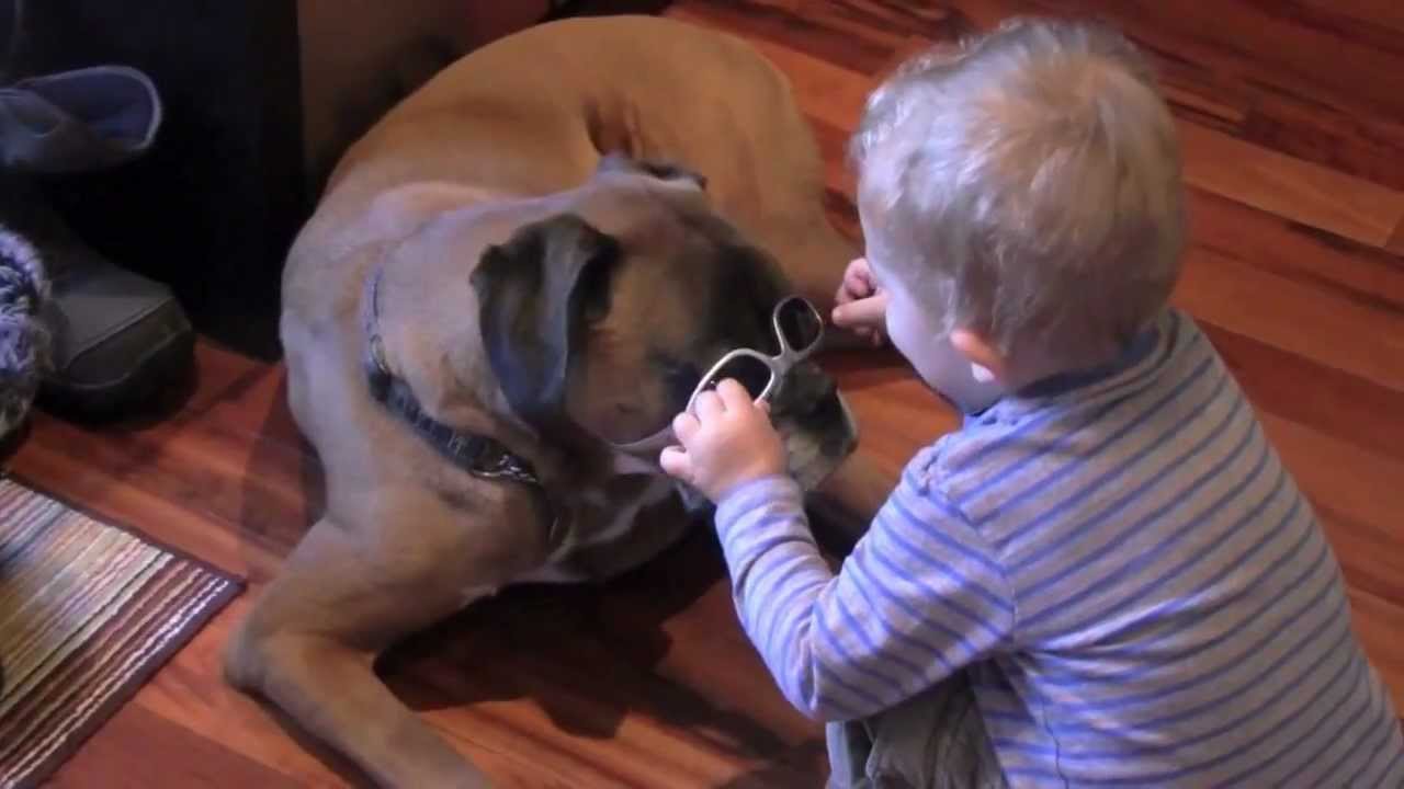 Linus the Boxer is a "rock star"