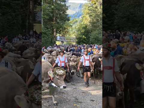 Short video