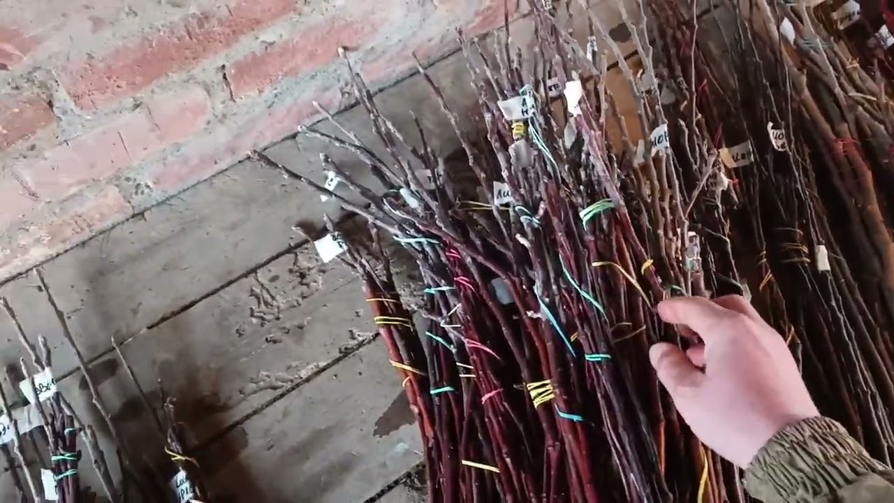 Черенки плодовых и о сроках прививок!