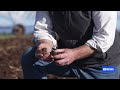 Can farmers become less reliant on synthetic fertiliser? Some are trying | ABC NEWS