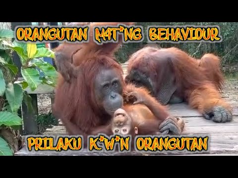 Orangutan M4t*ng Behaviour part 5 | sopy zayus