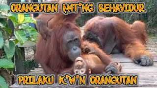 Orangutan M4t*ng Behaviour part 5 | sopy zayus