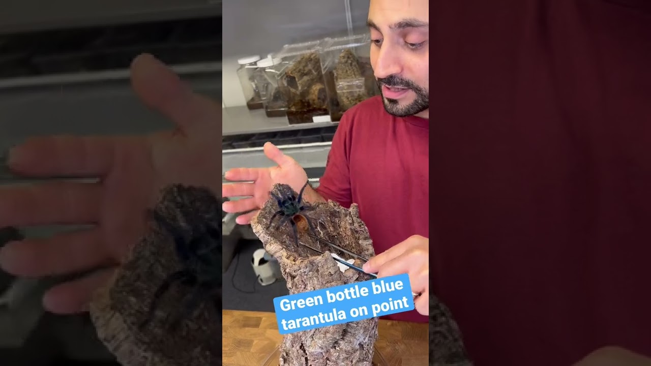Зеленый бутылочный синий тарантул gbb выглядит круто