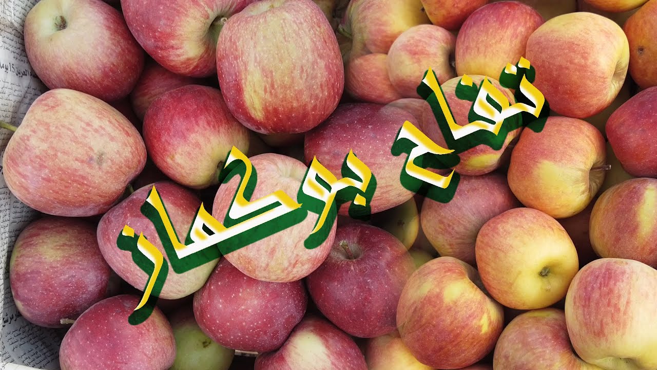 أجي تشوف تفاح بوكماز  ثمن الجملة 17/10/2023