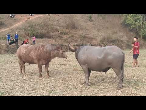 Ketika Buakaw Melawan Manusia Besi dari Cina !