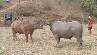 Download Lagu thủ trâu  MP3