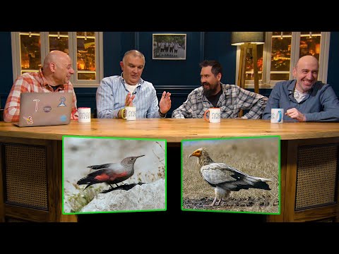 კლდეცოცია და ფასკუნჯი 🐦😆