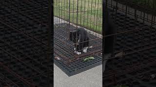 pets are so fun #pets #funny #fypシ゚viral