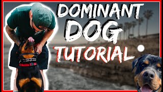 Rottweiler Attacks other dogs - Aggressive Dog Training with Americas Canine Educator Day 2 Part 2