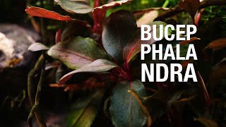 TIPS TANAMAN BUCEPHALANDRA