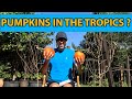 Complete guide how to grow pumpkins in the tropics