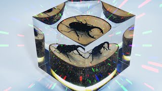 ミヤマクワガタ74ミリ特大　昆虫レジン標本（樹脂標本） mqdefault.jpg