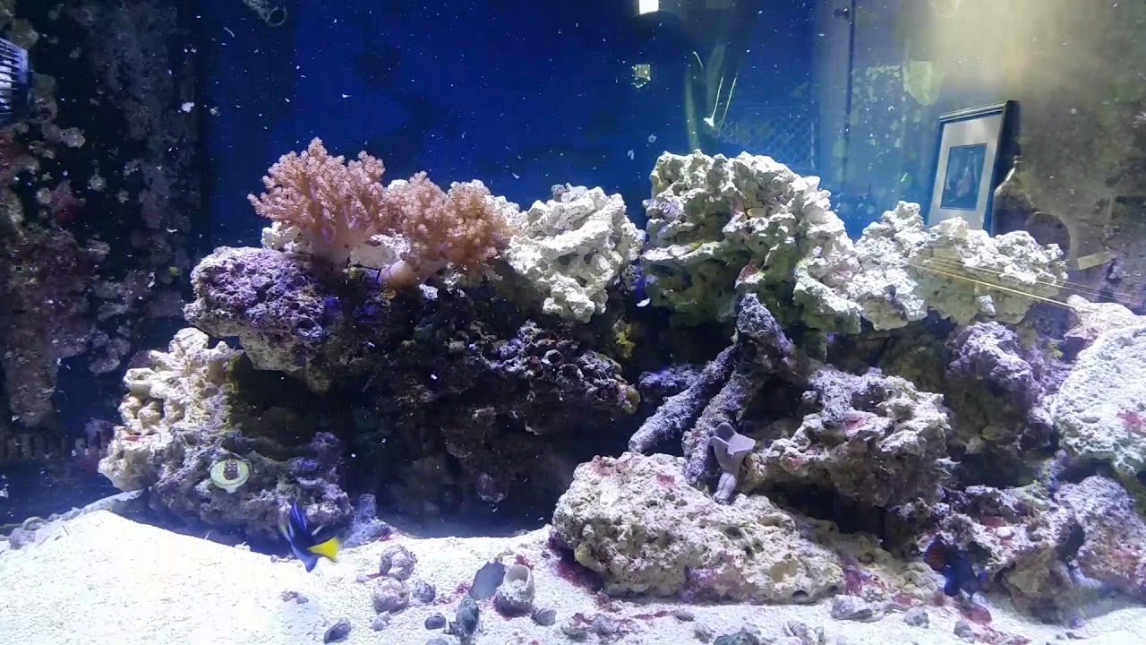 Mandarin Goby eating frozen Food.